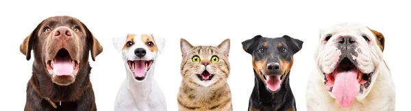 Portrait Five Cute Funny Pets Closeup Isolated White Background — Stock Photo, Image