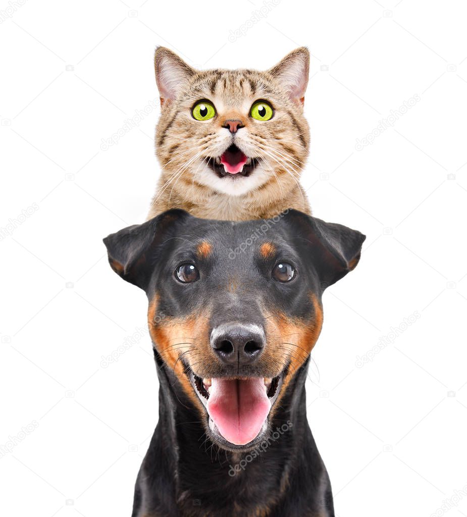 Portrait of funny cat Scottish Straight on the head dog breed Jagdterrier isolated on white background