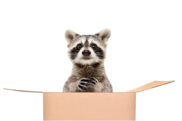 Gracioso Mapache Sentado Una Caja Aislada Sobre Fondo Blanco — Foto de Stock