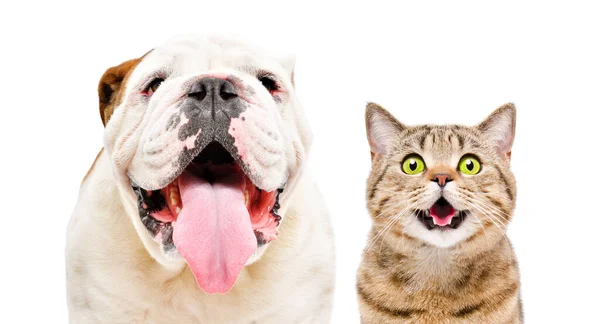 Sevimli Ngiliz Bulldog Komik Kedi Skoç Beyaz Arka Planda Soyutlanmış — Stok fotoğraf