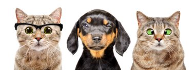 Beyaz bir arka planda izole edilmiş kedi ve köpek portresi.