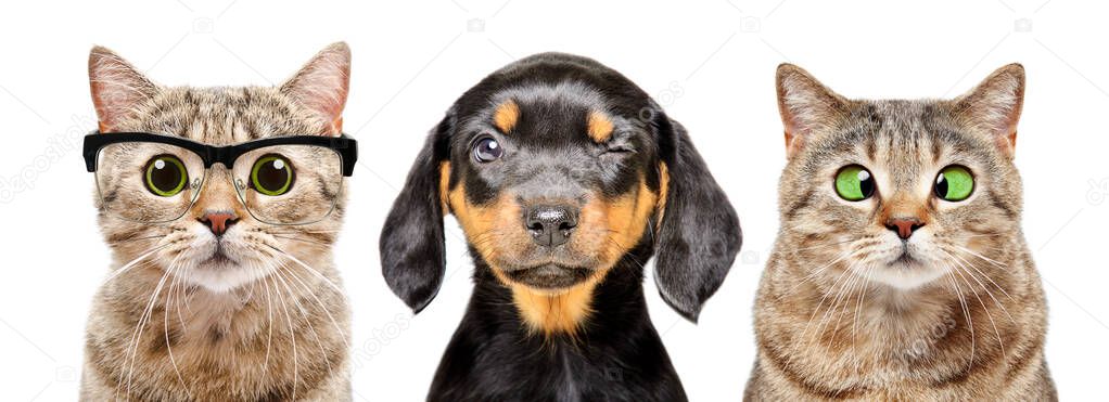 Portrait of dog and cats with eyes diseases isolated on a white background