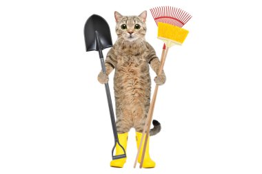 Beyaz arka planda izole edilmiş bahçe aletleriyle lastik botların içinde duran kedi.