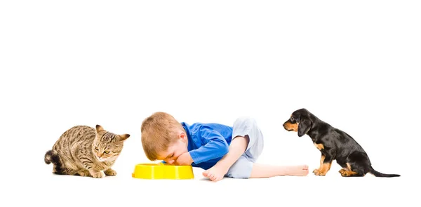 Schattig Jongetje Eet Met Kat Hond Geïsoleerd Witte Achtergrond — Stockfoto