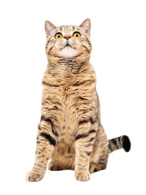 Meraklı kedi İskoç Düz, beyaz arka planda tek başına oturuyor.