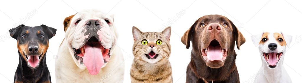 Portrait of five cute funny pets, isolated on a white background