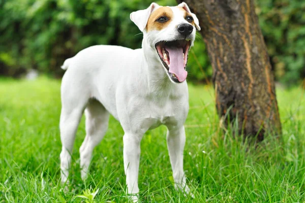 Parson Russell Terrier Geeuwt Een Park — Stockfoto