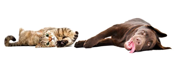 Engraçado Gato Escocês Linha Reta Cachorro Labrador Deitado Juntos Isolado — Fotografia de Stock