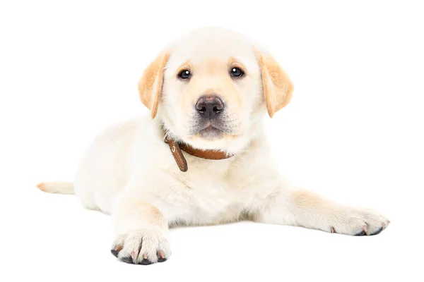 Schattig Klein Labrador Puppy Liggend Geïsoleerd Witte Achtergrond — Stockfoto