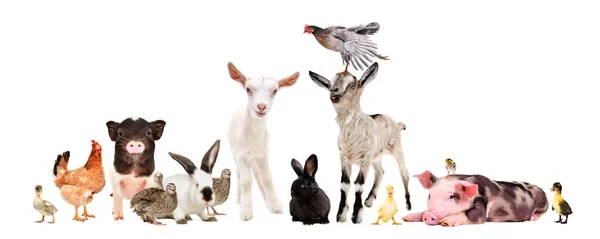 Gruppe Von Nutztieren Zusammen Isoliert Auf Weißem Hintergrund — Stockfoto