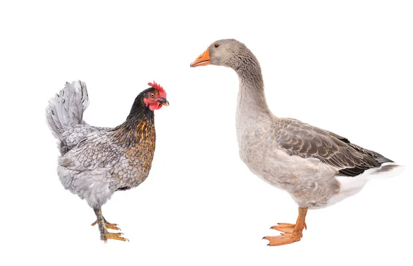 灰色の鶏とガチョウが白い背景に孤立して立っている — ストック写真