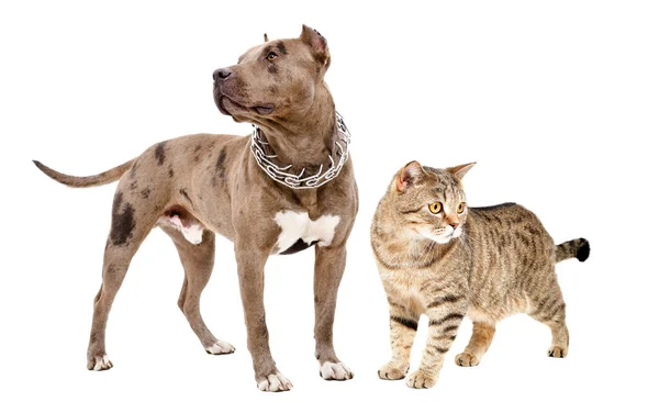 Pitbull Och Katt Scottish Straight Står Tillsammans Isolerad Vit Bakgrund — Stockfoto