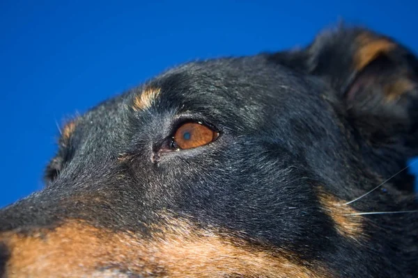 köpek kafası detay