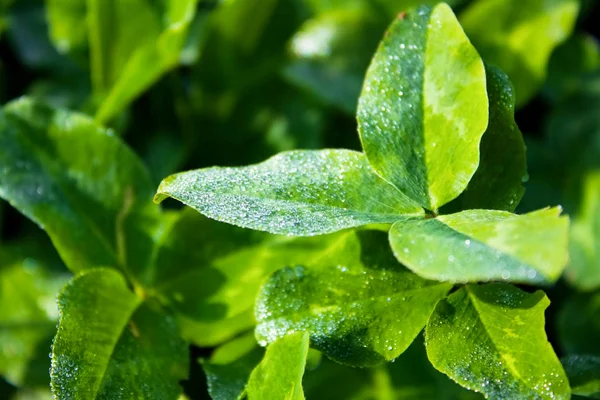 Shamrock sabah daw ile