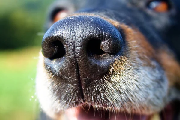 köpek namlu detay