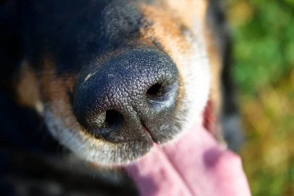 köpek namlu detay