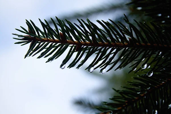 Spruce with drops of water — Stock Photo, Image