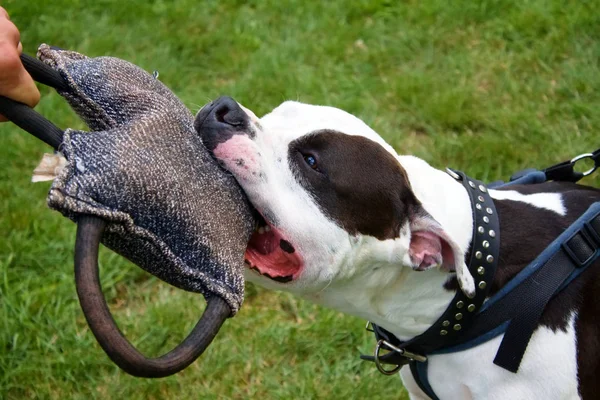 Dog defense with staford terrier — Stock Photo, Image