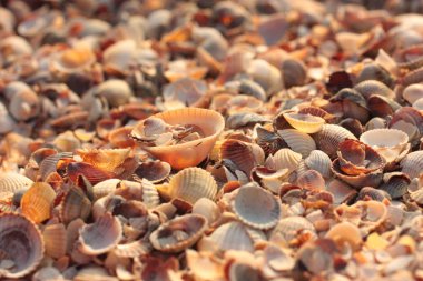 Deniz kabuğu. Doğal arka plan.