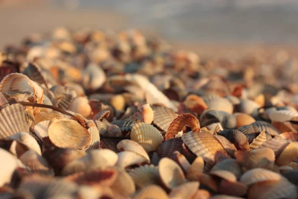 Deniz kabuğu. Arka plan. Doku doğa, plaj — Stok fotoğraf