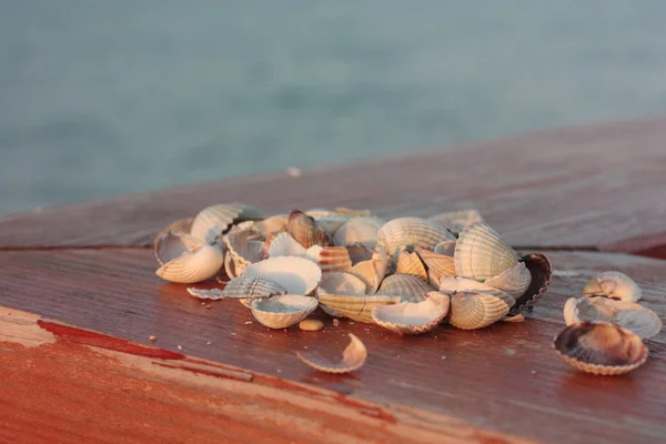 Seashells, Soft Wave Of Blue Ocean On Sandy Beach. Contesto . — Foto Stock