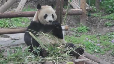 Panda bambu yiyor
