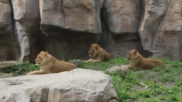 Les lions se reposent. — Video