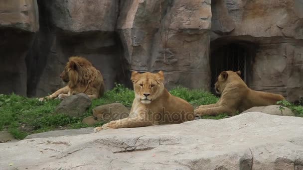 Львы отдыхают. — стоковое видео