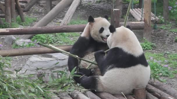 El panda está comiendo bambú. — Vídeo de stock