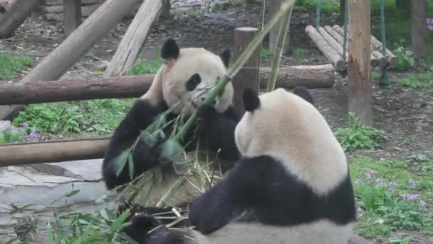 The panda is eating bamboo — Stock Video