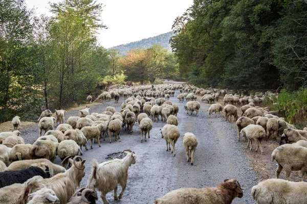 Georgia, flock of sheep on the road