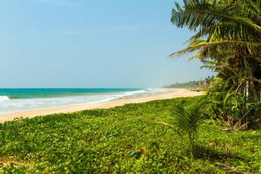 Bentota plaj. Sri Lanka