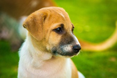 Belgili tanımlık köpek yavrusu ileri görünüyor