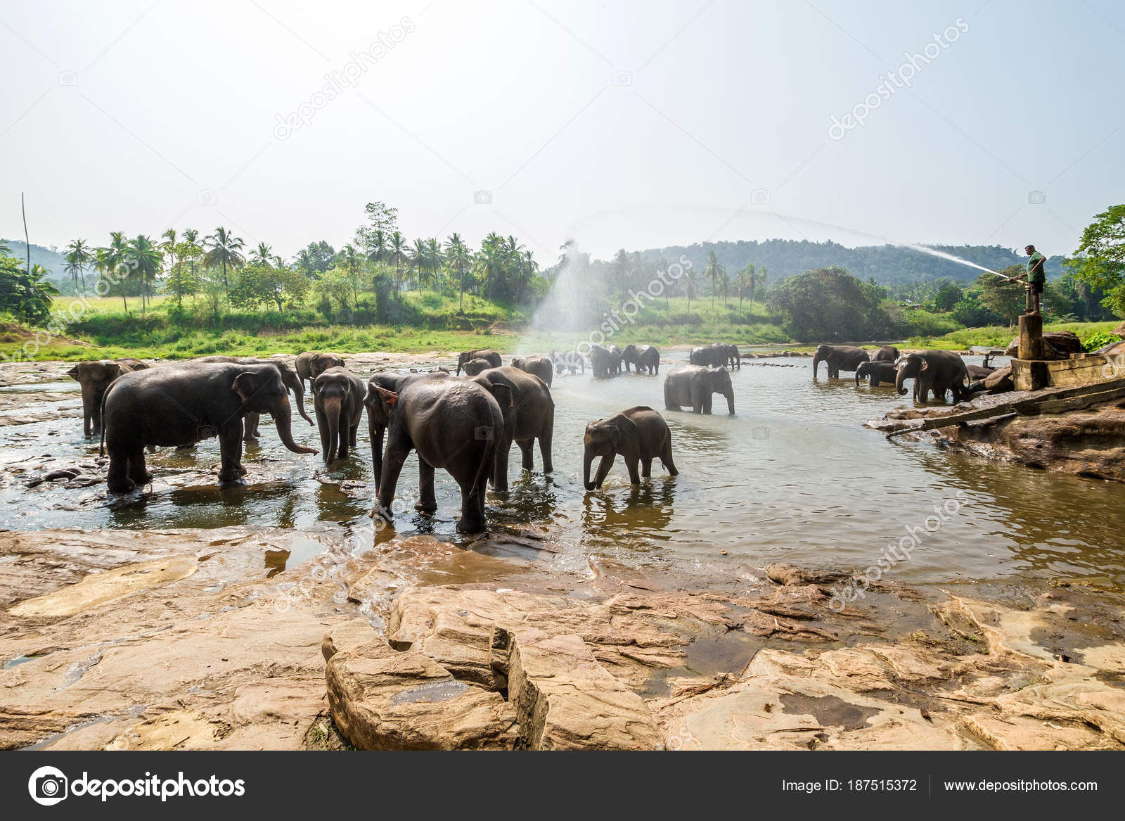 Image result for pinnawala elephant orphanage