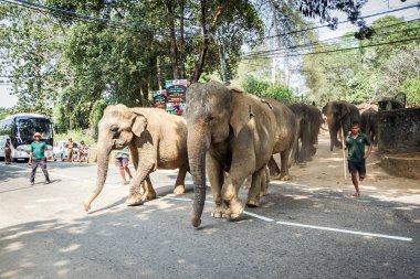 Pinnawala fil Yetimhanesi, Sri Lanka