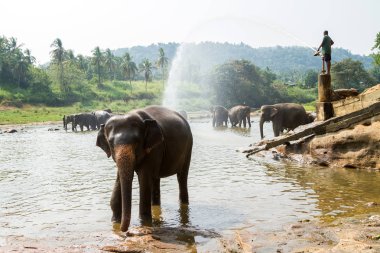 Banyo filler. Pinnawala fil Yetimhanesi, Sri Lanka