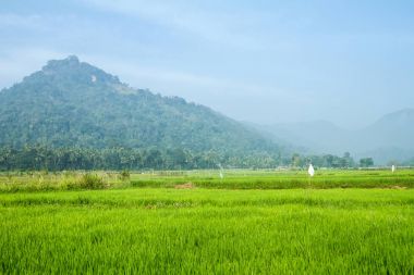 Yeşil pirinç tarlası ve dağlar