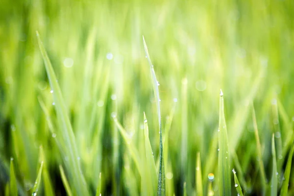 Grama verde, close-up, Campo de arroz — Fotografia de Stock