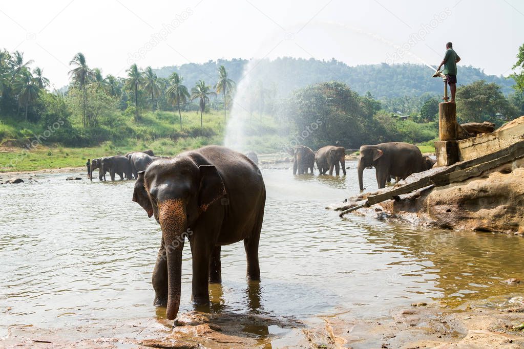 Bathing elephants. Pinnawala Elephant Orphanage, Sri Lanka