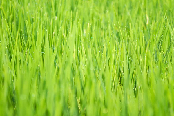绿草, 特写, 稻田 — 图库照片