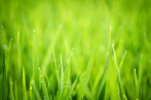 Erba verde, Campo di riso — Foto Stock