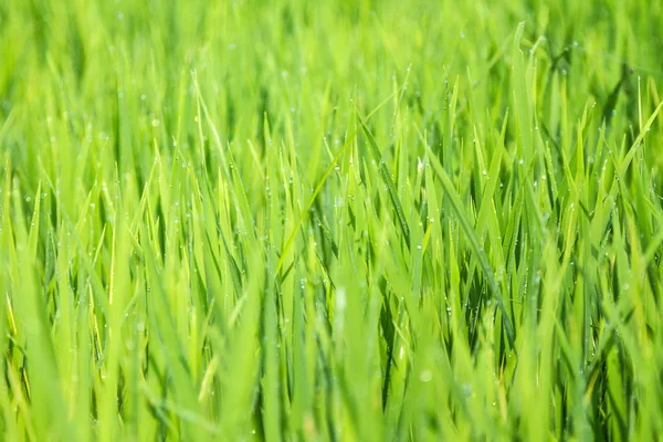 绿草, 稻田 — 图库照片