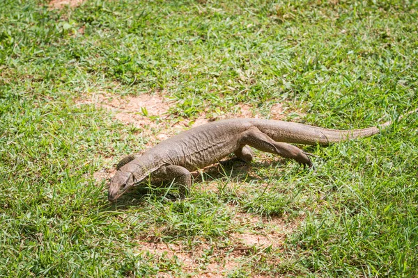 Varan sauvage dans la nature — Photo