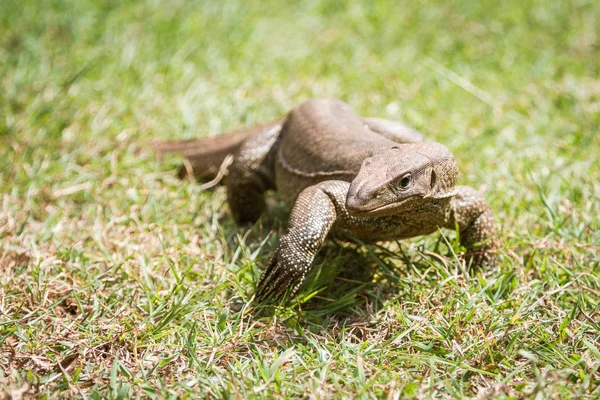 Doğada vahşi varan — Stok fotoğraf