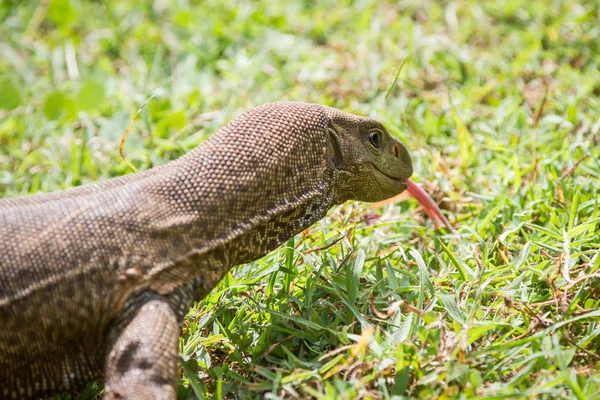 Doğada vahşi varan — Stok fotoğraf