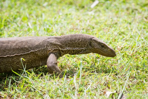 Varan sauvage dans la nature — Photo