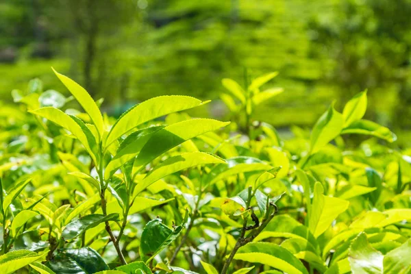 Foglia di tè in una piantagione di tè, Ceylon — Foto Stock