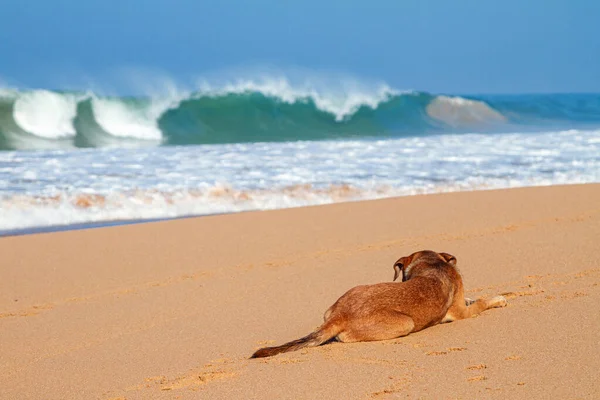 Dog on the beach near the ocean — Stock Photo, Image