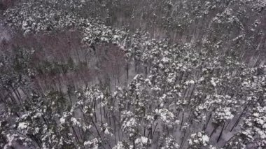 Kış mevsimi karlı orman. Karla kaplı ağaçlar. Donmuş Karlı firavun ve çam ağaçlarının üzerinden uç. Hava aracı görünümü