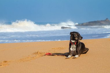 Okyanus kıyısındaki tropikal kumsalda kahverengi köpek